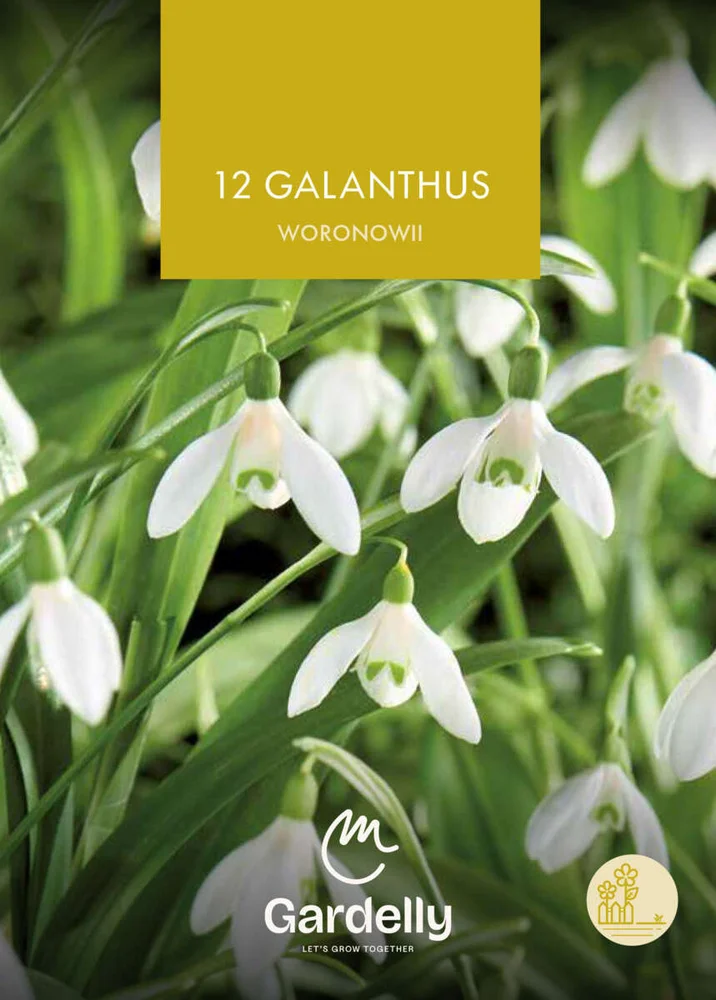 Nelson Garden Galanthus, Woronowii høstløk 12 v:6411910 Nelson Garden Galanthus, Woronowii høstløk 12 v:6411910