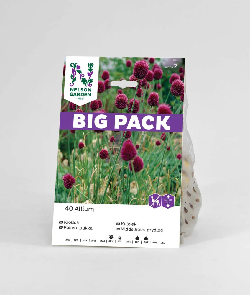 Høstløk Kuleløk allium v:5192451 Høstløk Kuleløk allium v:5192451